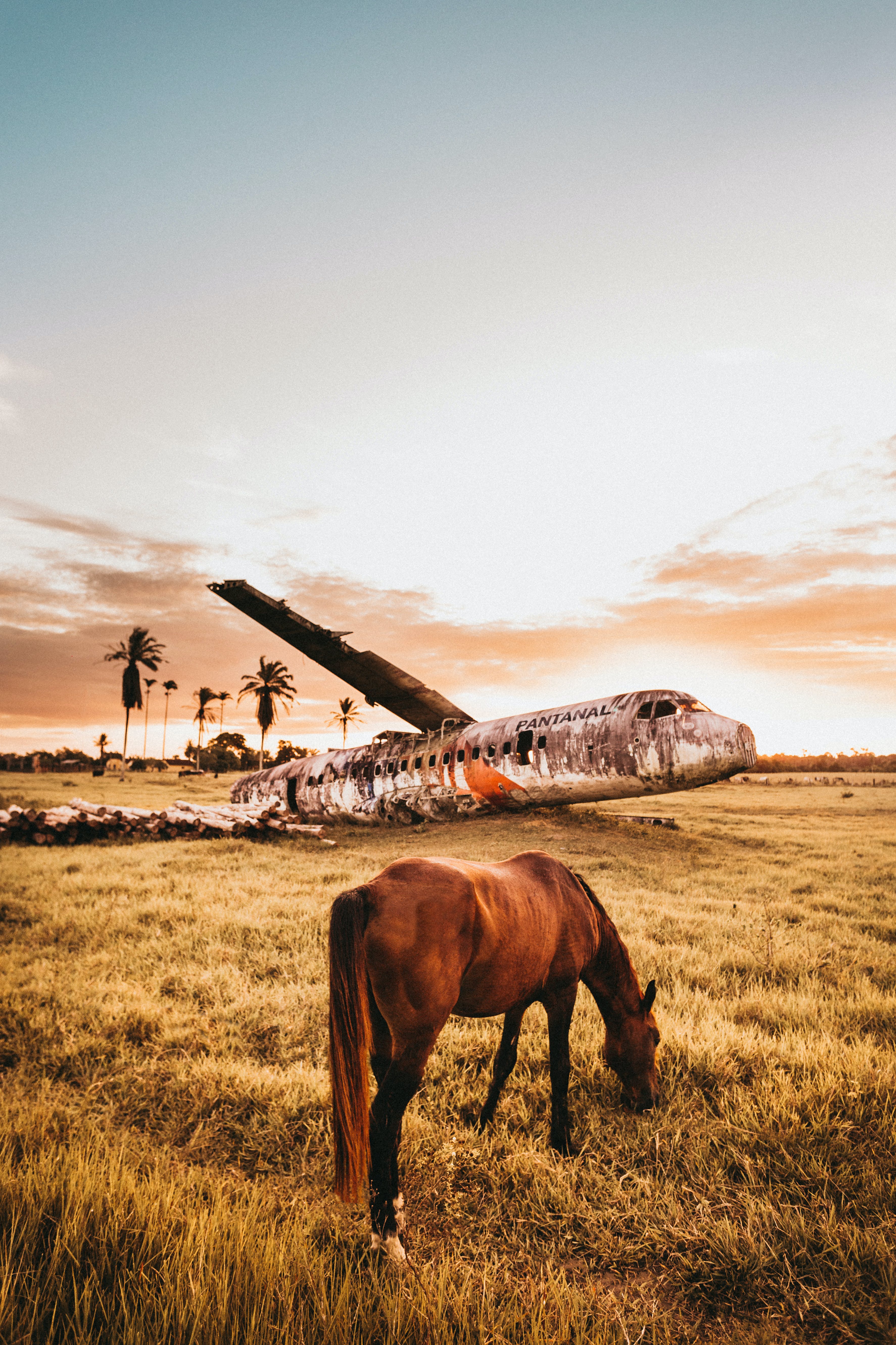 Disaster Recovery - Cavalo pastando do lado de um avião decadente - Foto obitida em pexels.com. Foto de Jonathan Borba. Uso público.